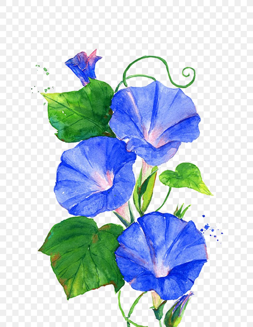 Ipomoea Nil Flower Vine Blue, PNG, 700x1056px, Watercolor, Cartoon, Flower, Frame, Heart Download Free