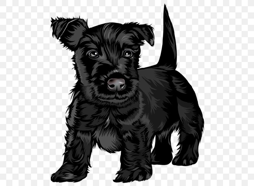Scottish Terrier Black Russian Terrier Puppy Jack Russell Terrier Cavalier  King Charles Spaniel, PNG, 600x600px, Scottish