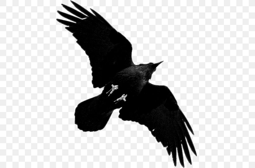 American Crow Rook Bird Bald Eagle Common Raven, PNG, 498x540px, American Crow, Accipitriformes, Bald Eagle, Beak, Bird Download Free