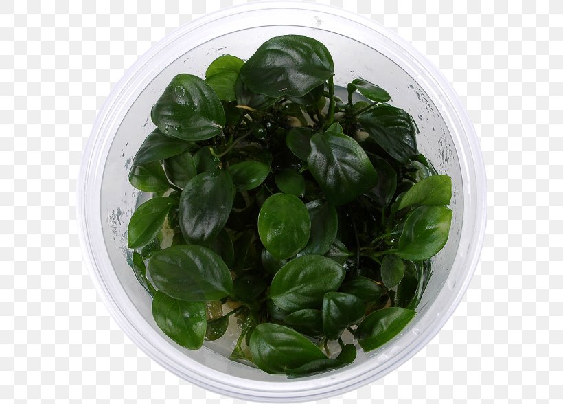 Basil Spring Greens Spinach Leaf Vegetable, PNG, 600x588px, Basil, Herb, Ingredient, Leaf Vegetable, Plant Download Free