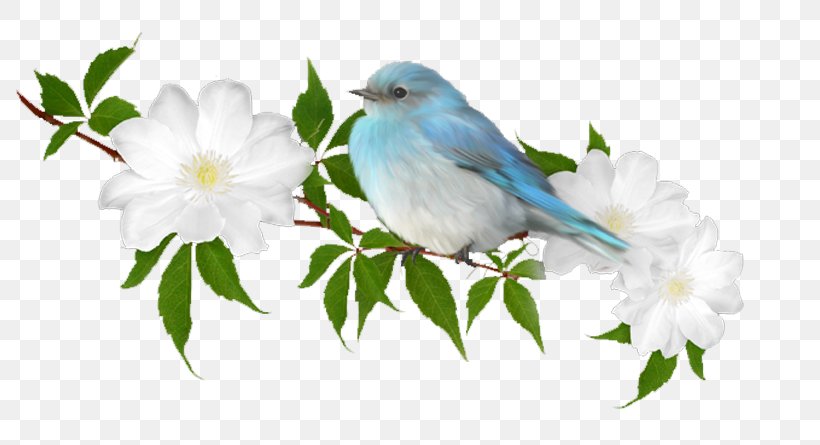 Bird Dhikr House Sparrow, PNG, 800x445px, Bird, Beak, Blossom, Bluebird, Branch Download Free