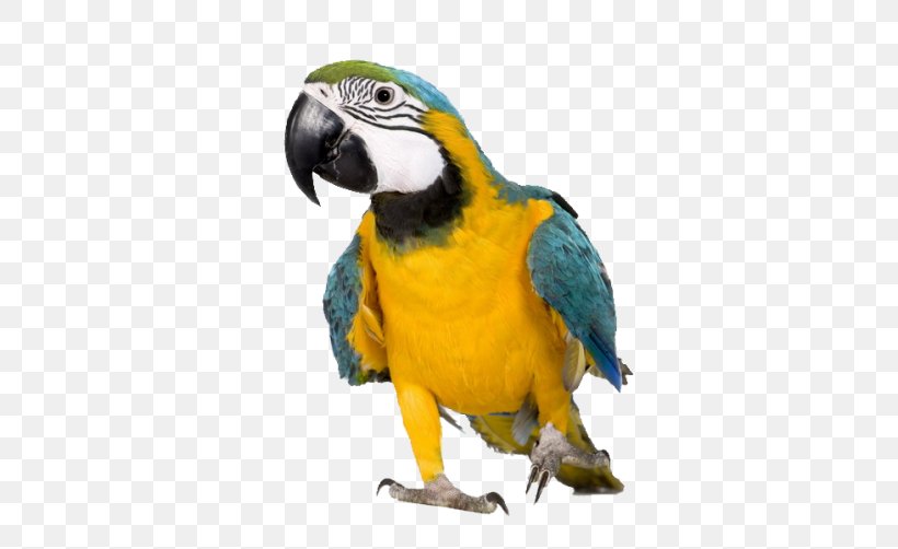 Blue-and-yellow Macaw Parrot Reptile Magana Jari Ce: Yaro, Ba Da Kudi A Gaya Maka, PNG, 502x502px, Macaw, Animal, Beak, Bird, Blueandyellow Macaw Download Free
