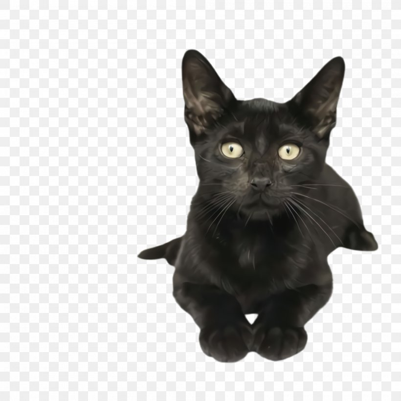 Cat Black Cat Small To Medium-sized Cats Black Bombay, PNG, 2000x2000px, Cat, Asian, Black, Black Cat, Bombay Download Free