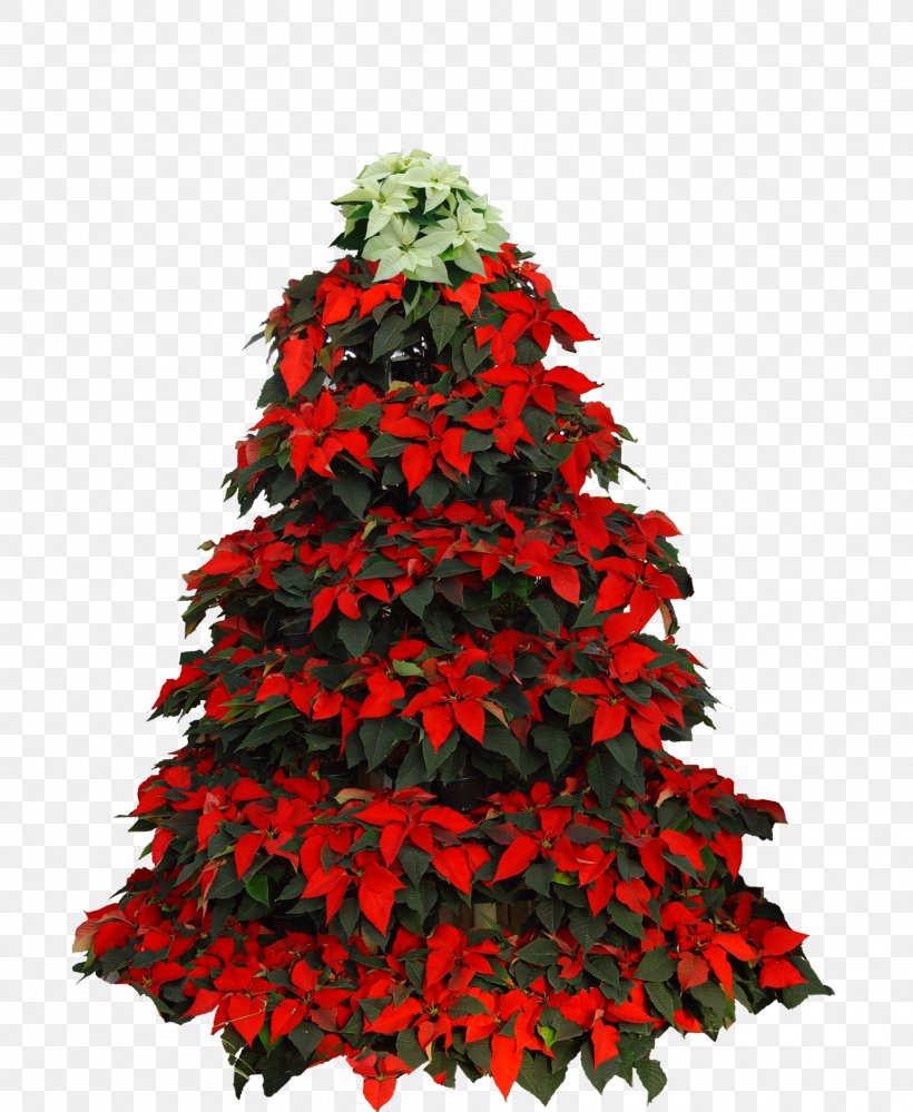 Christmas Tree Poinsettia Christmas Day, PNG, 1965x2394px, Christmas Tree, Christmas, Christmas Day, Christmas Decoration, Christmas Eve Download Free