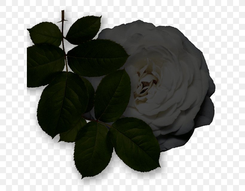 Garden Roses Cabbage Rose Leaf, PNG, 640x640px, Garden Roses, Basil, Botany, Cabbage Rose, Flower Download Free