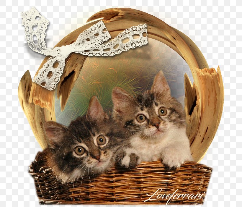 Kitten Maine Coon Clip Art, PNG, 700x700px, Kitten, Animaatio, Basket, Carnivoran, Cat Download Free
