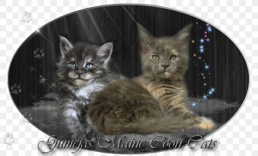 Maine Coon Pixie-bob Norwegian Forest Cat Kitten Animal, PNG, 946x575px, Maine Coon, Animal, Carnivora, Carnivoran, Cat Download Free