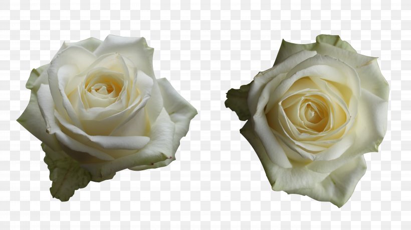 Centifolia Roses Cut Flowers Garden Roses, PNG, 5664x3168px, Centifolia Roses, Cut Flowers, Floristry, Flower, Flower Bouquet Download Free