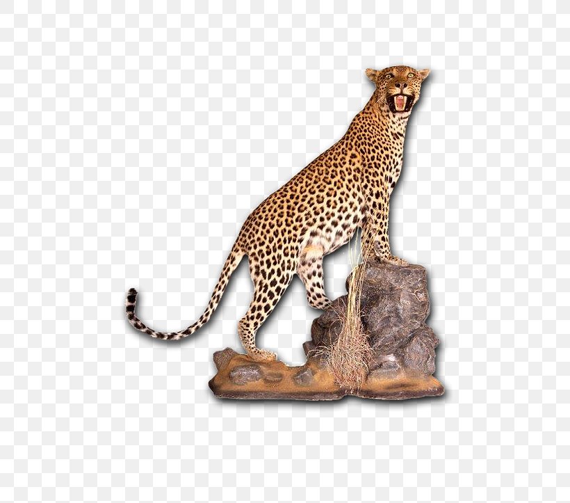Cheetah Leopard Taxidermy Skull Mounts Tanning, PNG, 482x723px, Cheetah, Animal Figure, Big Cat, Big Cats, Carnivoran Download Free