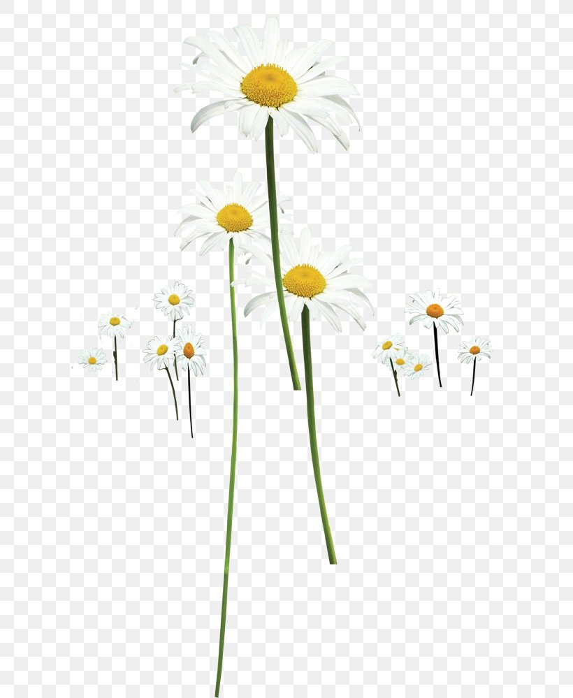 Chrysanthemum Indicum Clip Art, PNG, 707x999px, Chrysanthemum Indicum, Branch, Chrysanthemum, Cut Flowers, Daisy Download Free