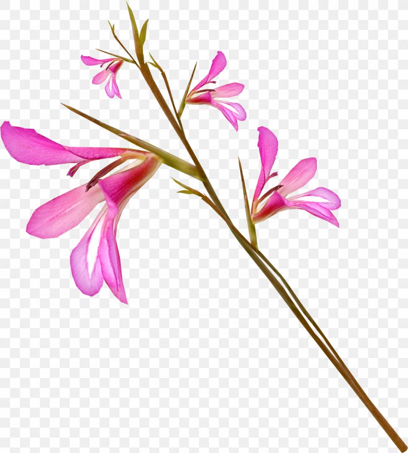 Flower Clip Art, PNG, 1080x1200px, Flower, Branch, Cut Flowers, Drawing, Flora Download Free