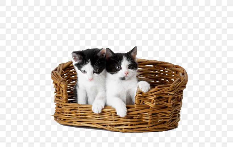 Kitten Cat Puppy Dog Felidae, PNG, 650x516px, Kitten, Animal, Basket, Carnivoran, Cat Download Free