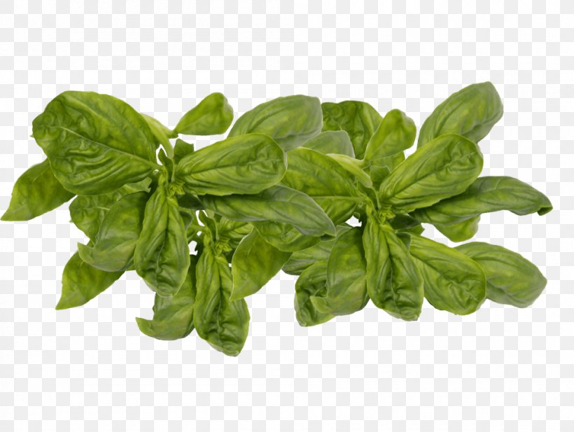Leaf Vegetable Herb Basil Spinach, PNG, 1000x753px, Leaf Vegetable, Basil, Herb, Ingredient, Plant Download Free