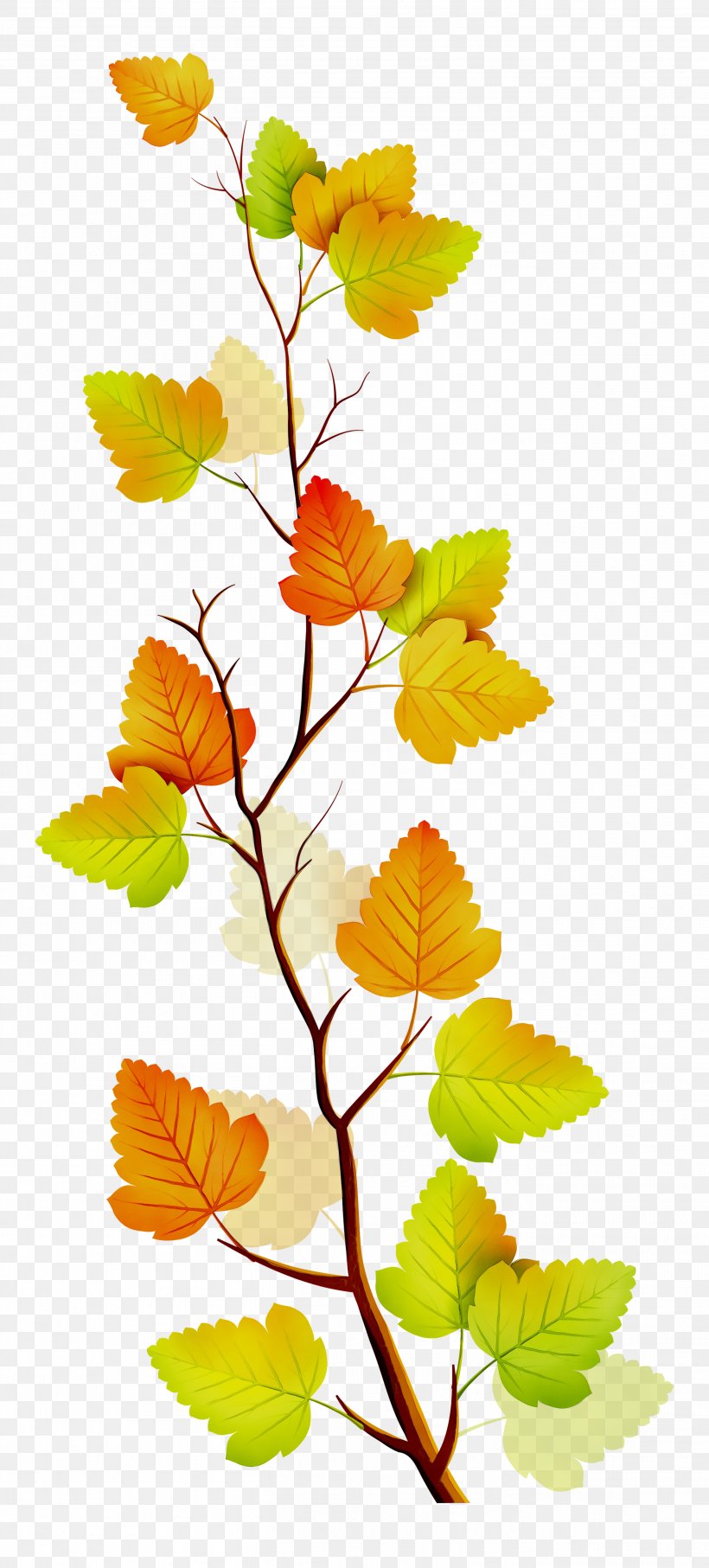 Twig Leaf Plant Stem Clip Art Deciduous, PNG, 2713x6000px, Twig, Beech, Botany, Branch, Deciduous Download Free