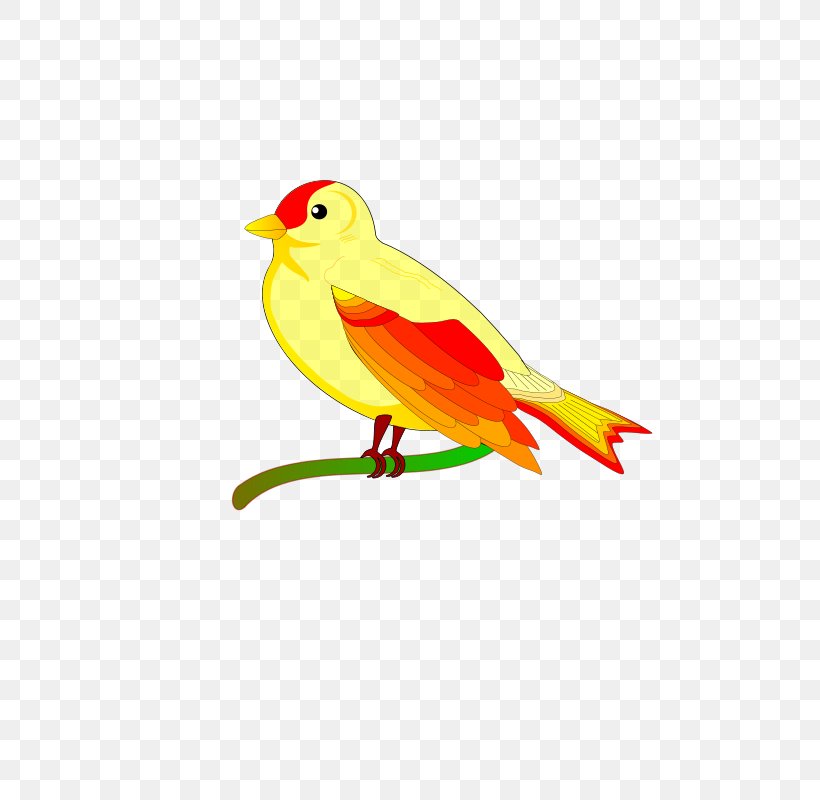 Bird Clip Art Vector Graphics Parrot, PNG, 565x800px, Bird, Art, Beak, Bird Flight, Drawing Download Free