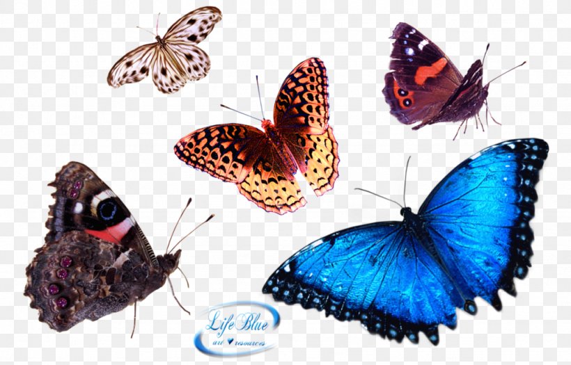 Butterfly, PNG, 1024x656px, Butterfly, Brush Footed Butterfly, Computer Software, Deviantart, Information Download Free
