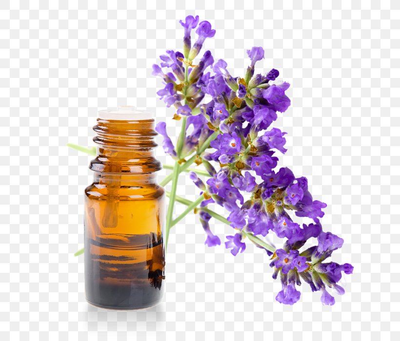 English Lavender Lavandula Latifolia Essential Oil Lavender Oil Aromatherapy, PNG, 700x700px, English Lavender, Aromatherapy, Bottle, Essential Oil, Eucalyptus Oil Download Free