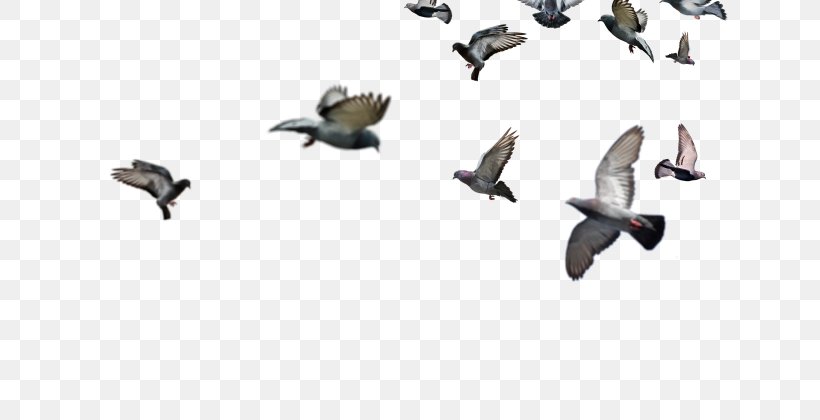 Flock Of Birds, PNG, 640x420px, Bird, Beak, Ducks Geese And Swans, Fauna, Flight Download Free