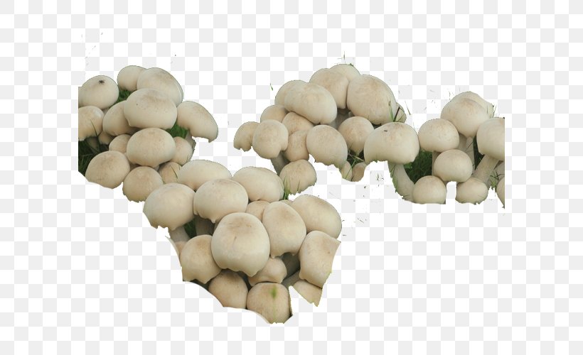 Oyster Mushroom Commodity Vegetable Fruit, PNG, 600x500px, Oyster Mushroom, Commodity, Food, Fruit, Ingredient Download Free
