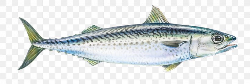 Sardine Mackerel Fish Products Anchovy, PNG, 1600x538px, Sardine, Anchovy, Bonito, Bony Fish, Fin Download Free