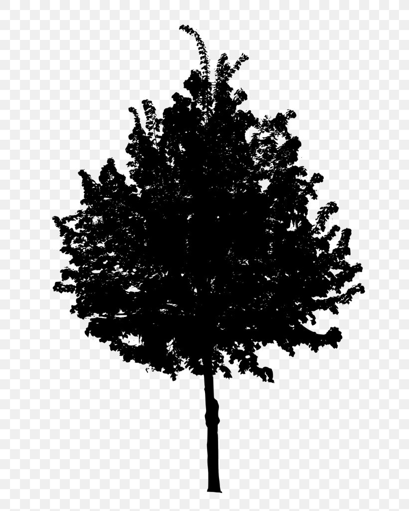 Silhouette Apple, PNG, 774x1024px, Silhouette, Apple, Black And White, Branch, Conifer Download Free