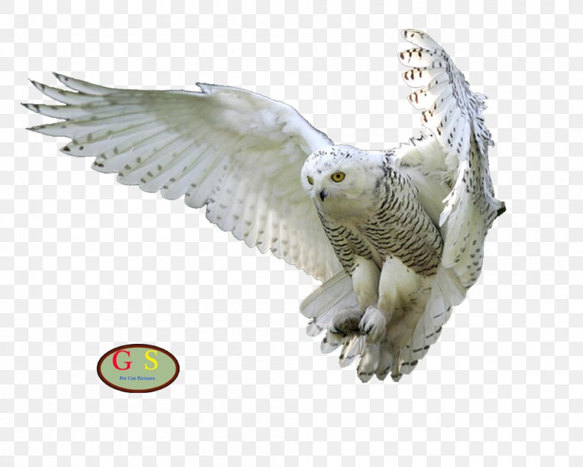 Barn Owl Bird Clip Art, PNG, 1000x800px, Owl, Barn Owl, Beak, Bird, Bird Of Prey Download Free