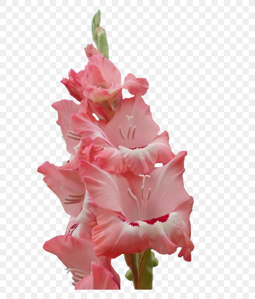 Gladiolus Cut Flowers Plant Stem Herbaceous Plant Pink M, PNG, 741x960px, Gladiolus, Cut Flowers, Flower, Flowering Plant, Herbaceous Plant Download Free