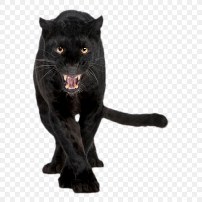 Leopard Black Panther Stock Photography Royalty-free Felidae, PNG, 1024x1024px, Leopard, Big Cats, Black, Black Cat, Black Panther Download Free