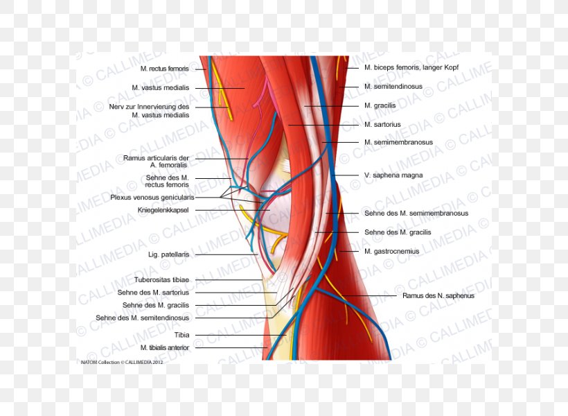 Nerve Muscle Medial Knee Injuries Human Anatomy, PNG, 600x600px, Watercolor, Cartoon, Flower, Frame, Heart Download Free
