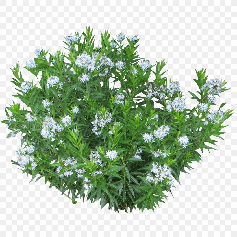 Shrub Tree Plant, PNG, 1782x1782px, Shrub, Bridalwreaths, Evergreen, Flower, Garden Download Free