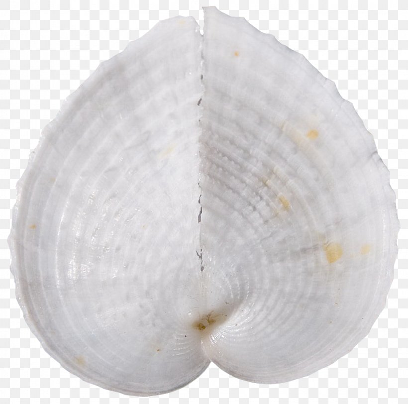 Tyre Conchology Mollusc Shell Cockle Seashell, PNG, 973x964px, 2017, Tyre, Clam, Clams Oysters Mussels And Scallops, Cockle Download Free