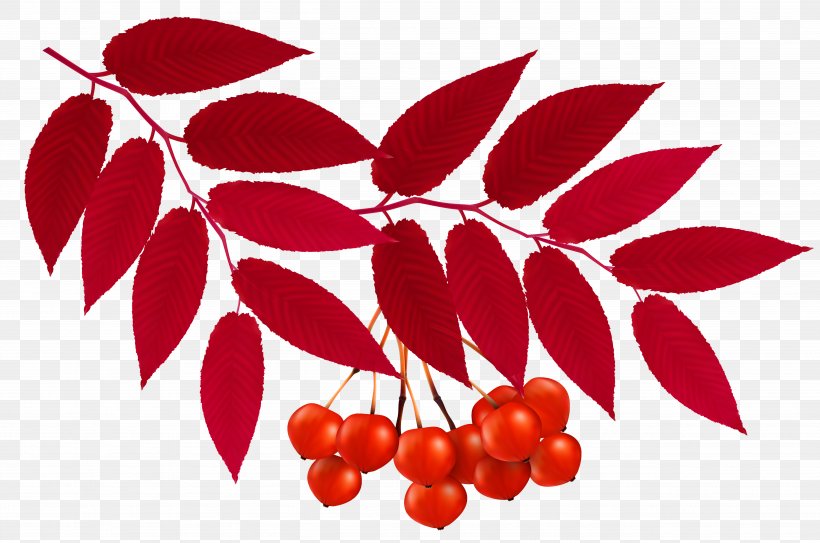 Autumn Leaf Color Red Clip Art, PNG, 5122x3392px, Leaf, Autumn, Autumn Leaf Color, Berry, Branch Download Free