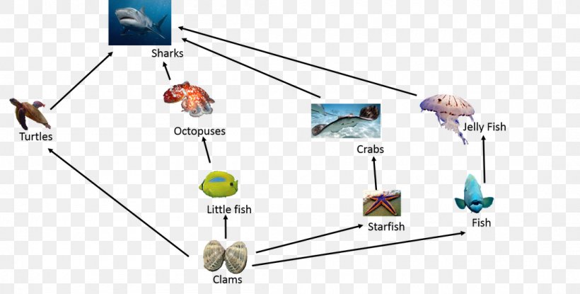 Great Barrier Reef Food Chain Food Web Crab, PNG, 1100x557px, Great Barrier Reef, Animal, Clam, Coral Reef, Crab Download Free