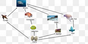 Crocodile Food Chain Food Web Snail, PNG, 1359x937px, Crocodile ...