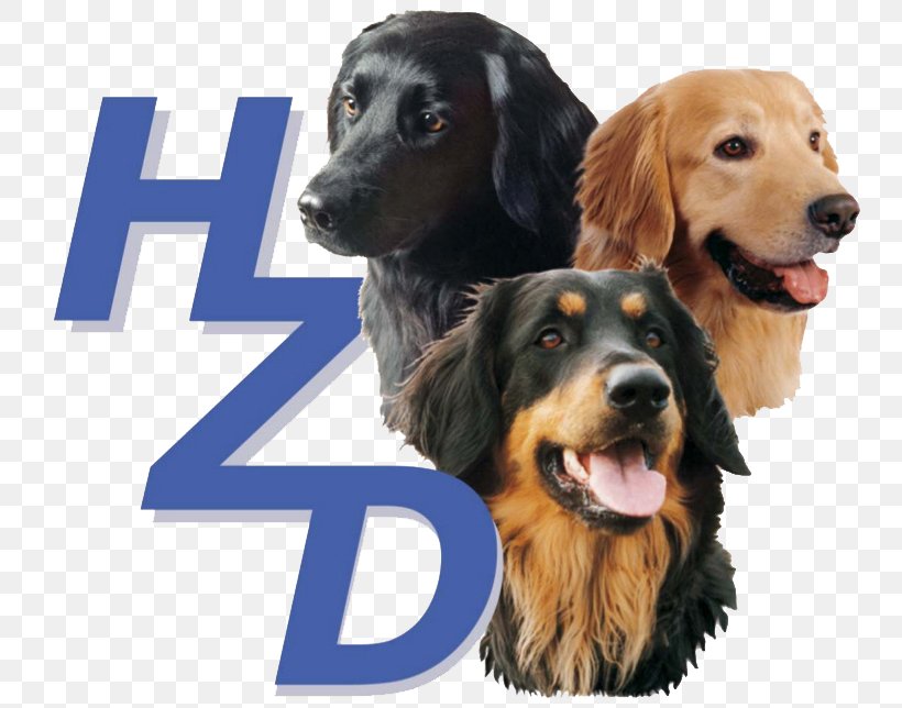 Hovawartzucht Verband Für Das Deutsche Hundewesen Puppy Fédération Cynologique Internationale, PNG, 770x644px, Hovawart, Carnivoran, Companion Dog, Dog, Dog Breed Download Free