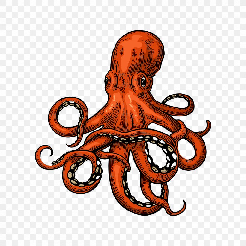 Octopus Squid Drawing, PNG, 1200x1200px, Octopus, Cartoon, Cephalopod, Drawing, Invertebrate Download Free
