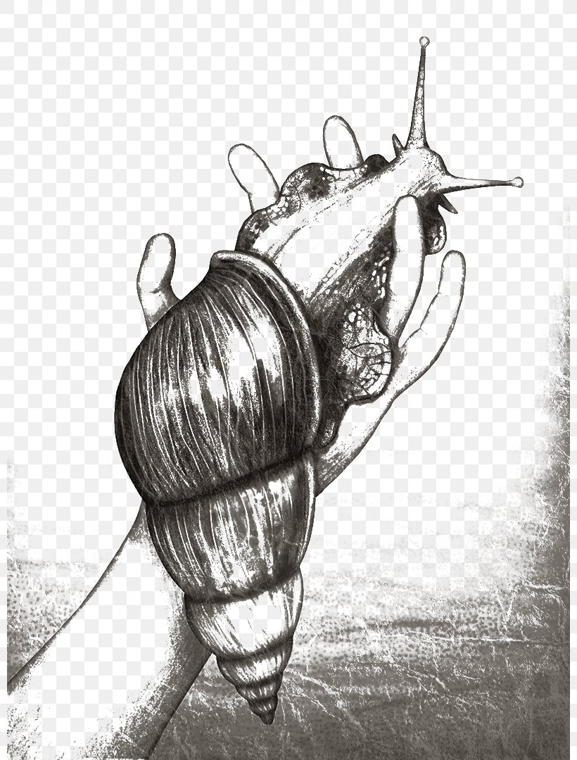 Snail Orthogastropoda Sketch, PNG, 800x1080px, Snail, Animal, Artwork, Black And White, Drawing Download Free