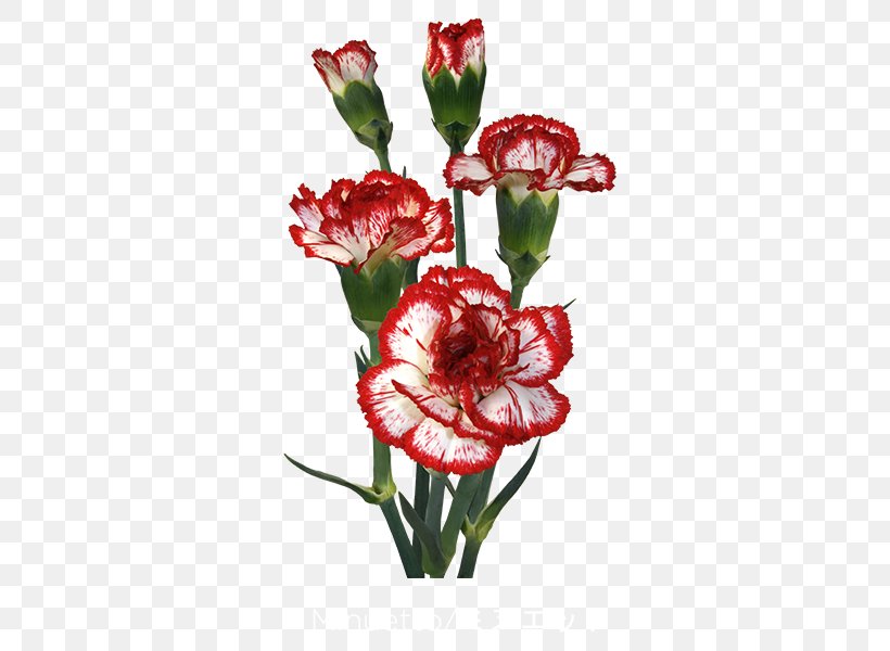 Carnation Cut Flowers Plant Stem Minuet Château, PNG, 600x600px, Carnation, Burgundy, Cream, Cut Flowers, Flower Download Free