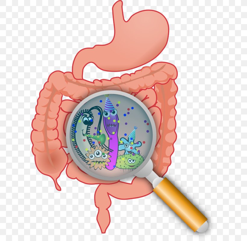 Gut Flora Gastrointestinal Tract Large Intestine Bacteria Probiotic, PNG, 618x800px, Watercolor, Cartoon, Flower, Frame, Heart Download Free