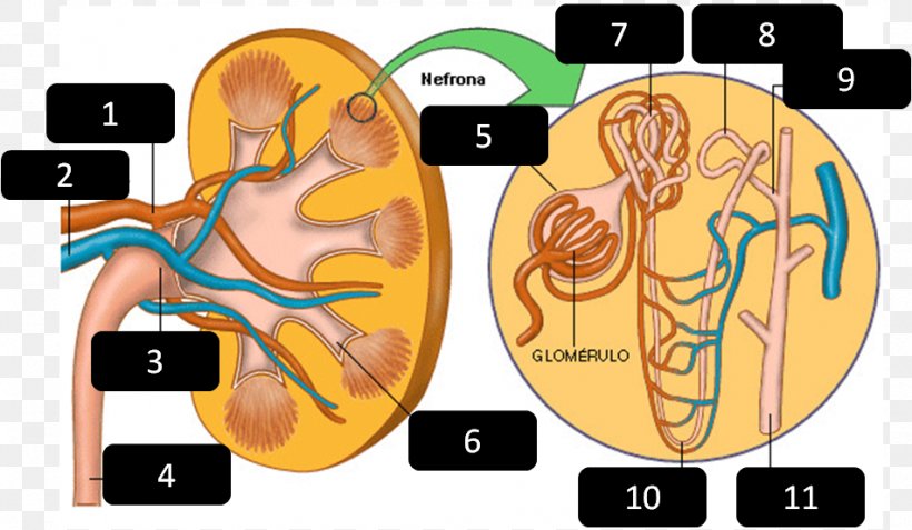 Kidney Nephron Excretory System Excretion Urine, PNG, 951x554px, Watercolor, Cartoon, Flower, Frame, Heart Download Free