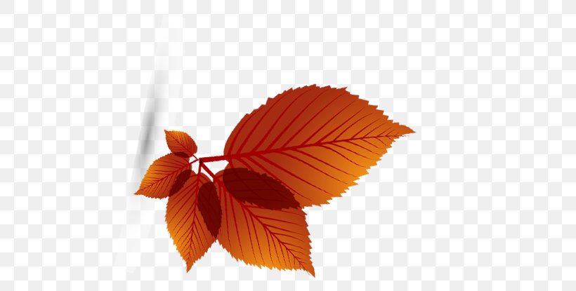 Maple Leaf Autumn, PNG, 749x415px, Leaf, Autumn, Chart, Deciduous, Element Download Free