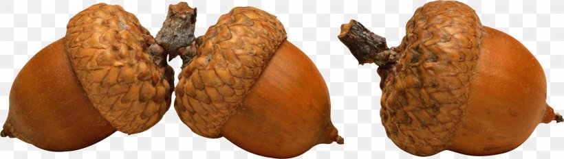 English Oak Acorn Stock Photography Color, PNG, 3460x979px, English Oak, Acorn, Color, Commodity, Food Download Free