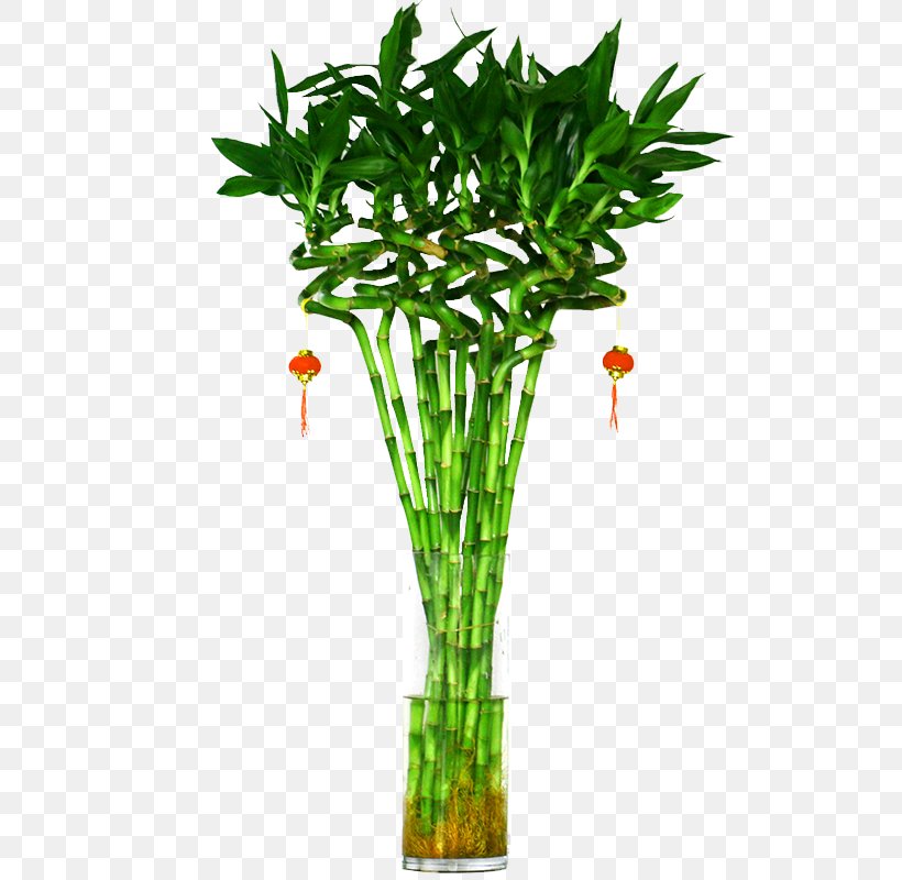 Lucky Bamboo Tree Plant Hydroponics, PNG, 800x800px, Lucky Bamboo, Arecaceae, Bamboe, Bamboo, Dracaena Download Free