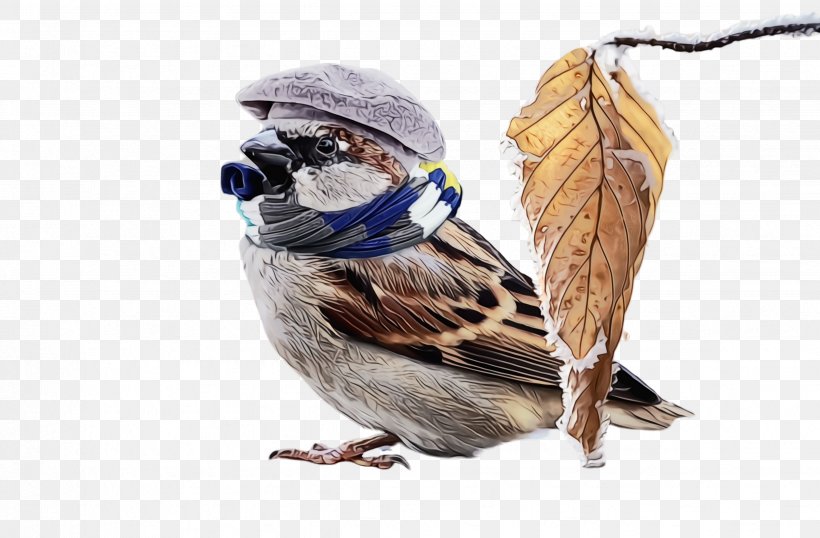 Bird House Sparrow Songbird Jay Perching Bird, PNG, 2468x1620px, Watercolor, Beak, Bird, Blue Jay, Finch Download Free