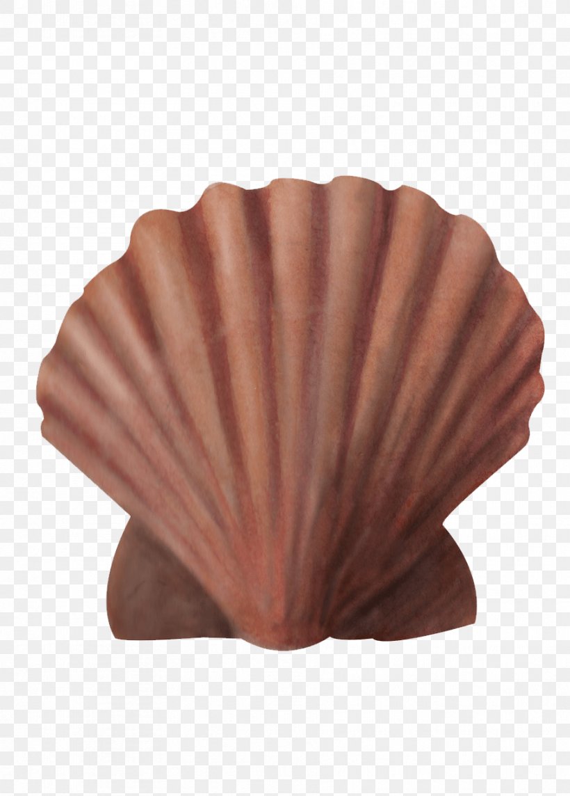 Dog Cockle Great Scallop Seashell Fishing Area 0, PNG, 908x1267px, 2018, Dog Cockle, English Channel, Facade, Fishing Area Download Free