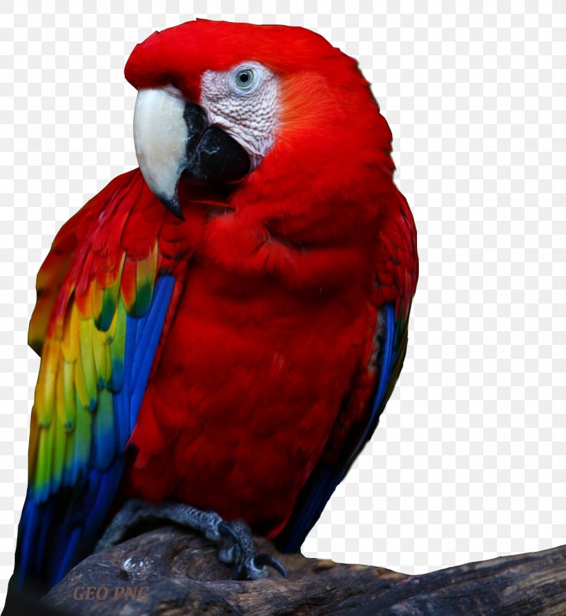 Parrot Bird Desktop Wallpaper High-definition Television 1080p, PNG, 1151x1254px, 4k Resolution, Parrot, Beak, Bird, Common Pet Parakeet Download Free