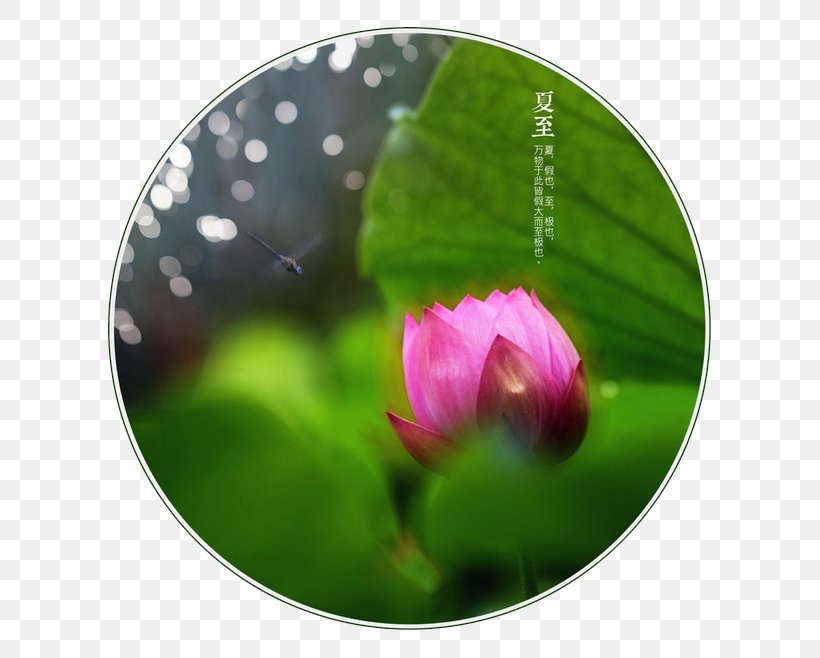 Yushui Xiazhi Nelumbo Nucifera Solar Term Summer Solstice, PNG, 658x658px, Yushui, Calendar, Ecliptic, Flower, Flowering Plant Download Free