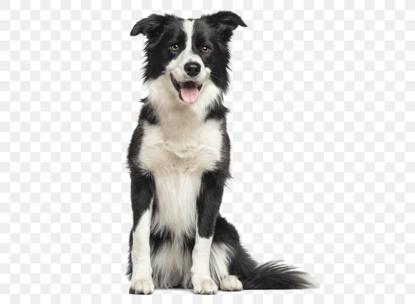 Border Collie Rough Collie Old English Sheepdog Puppy Bearded