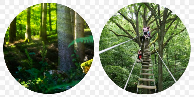 Cape Ardennes Events Tree Lac Des Vieilles Forges Forest Biome, PNG, 3000x1500px, Tree, Adventure Park, Ardennes, Biome, Ecosystem Download Free