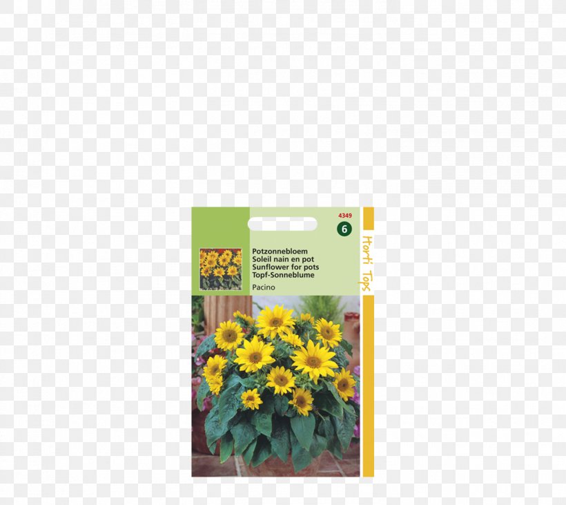 Common Sunflower Annual Plant Sowing Yellow Plants, PNG, 1466x1308px, Common Sunflower, Al Pacino, Annual Plant, Flora, Flower Download Free
